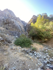 Toxicodendron diversilobum