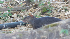 Dasyprocta fuliginosa