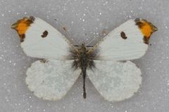 Anthocharis scolymus