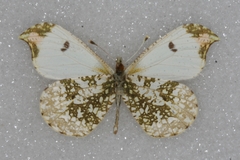 Anthocharis scolymus