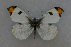 Anthocharis scolymus