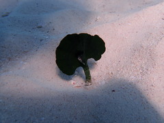 Udotea
