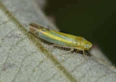 Lindbergina aurovittata