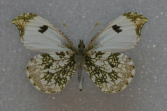 Anthocharis scolymus