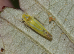 Lindbergina aurovittata