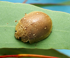 Paropsis lutea