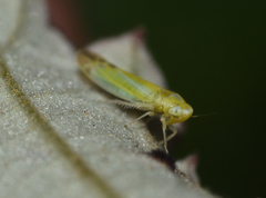 Lindbergina aurovittata