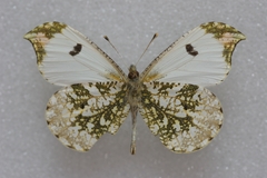 Anthocharis scolymus