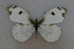 Anthocharis scolymus