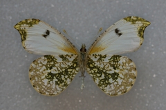 Anthocharis scolymus