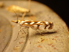 Orocrambus xanthogrammus