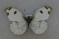Anthocharis scolymus