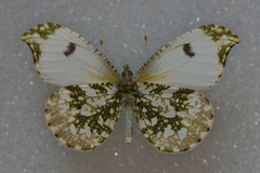 Anthocharis scolymus