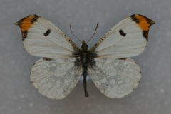 Anthocharis scolymus