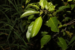 Clerodendrum tomentosum