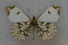 Anthocharis scolymus