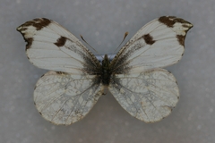 Anthocharis scolymus