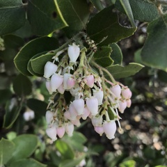 Arctostaphylos crustacea