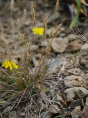 Trisetum antarcticum