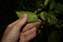 Clerodendrum tomentosum