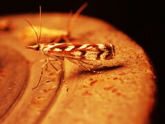 Orocrambus xanthogrammus