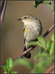 Setophaga coronata coronata