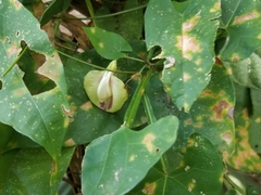 Centrosema macrocarpum