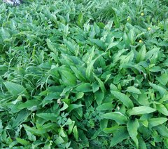 Cirsium heterophyllum