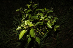 Clerodendrum tomentosum