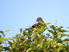 Turdus ignobilis