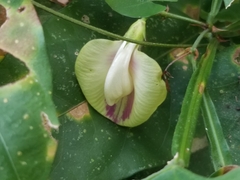 Centrosema macrocarpum