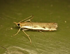 Orocrambus