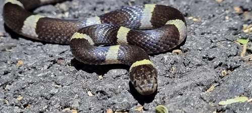 Black-banded Cat-eyed Snake