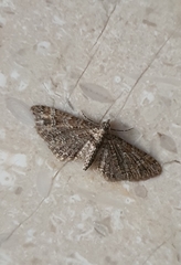 Gymnoscelis rufifasciata