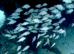 Haemulon carbonarium