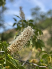 Aesculus californica
