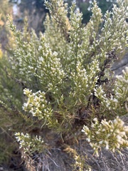 Baccharis linearis