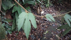 Passifloraceae