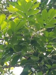 Trichilia havanensis