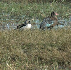 Sarkidiornis melanotos