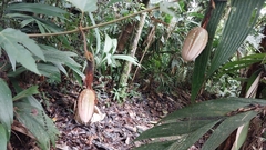 Passifloraceae