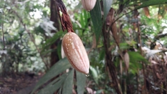 Passifloraceae