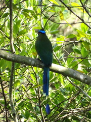 Momotus aequatorialis
