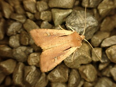 Ichneutica atristriga