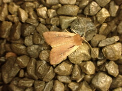 Ichneutica atristriga