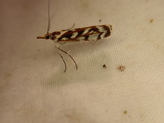 Orocrambus xanthogrammus