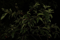 Lophostemon suaveolens