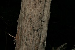 Lophostemon suaveolens