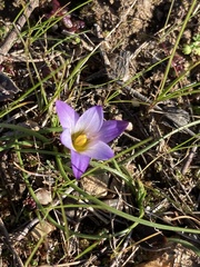 Romulea bulbocodium