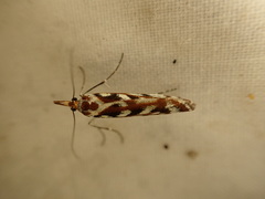 Orocrambus xanthogrammus